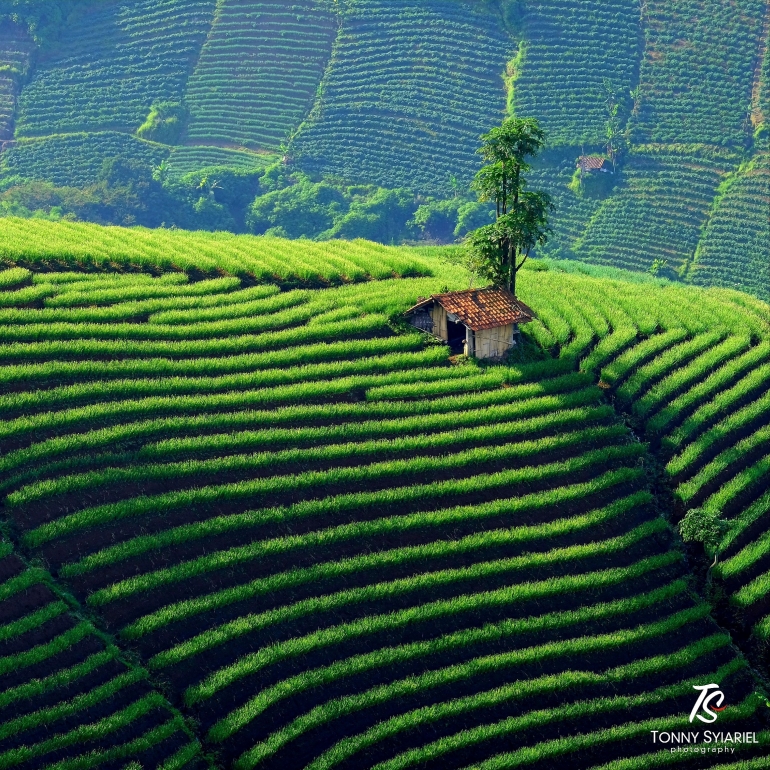 Terasering Panyaweuyan di Majalengka (Dok. Tonny Syariel)