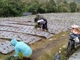 Anggota Kelompok Tani Karya Raharja Mukti Desa Serang sedang memanen sayuran/Foto: Lilian Kiki Triwulan