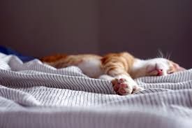 Gambar kucing yang sedang tidur (Sumber: shoope.co.id)