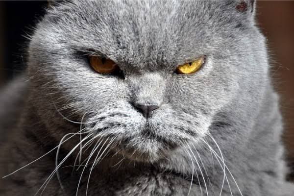 Gambar kucing yang sedang marah (Sumber: idntimes.com)