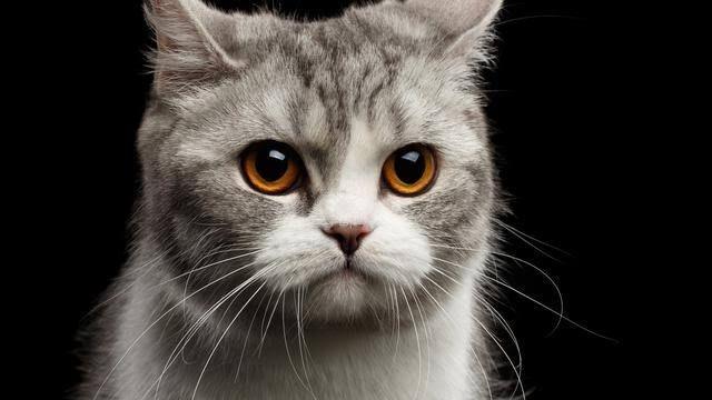 Gambar kucing yang sedang bersedih (Sumber: Liputan6.com)