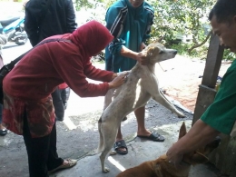 Gambar 1, Vaksinasi rabies pada anjing piaraan oleh petugas di Aceh Tengah (Doc. FMT)