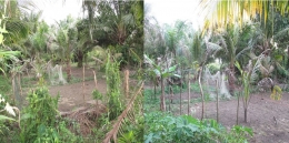 Kemudian tanahnya saya sewakan untuk orang desa berkebun (foto dokumentasi pribadi).