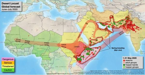 Arus invasi belalang yang kini menyerang India. Sumber: Cirad