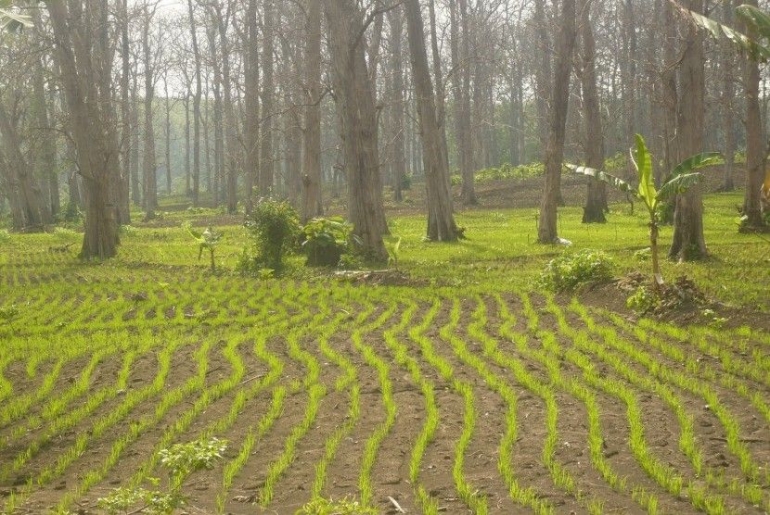 Illustrasi Tanaman Padi Ladang, Sumber : https://nasional.republika.co.id/