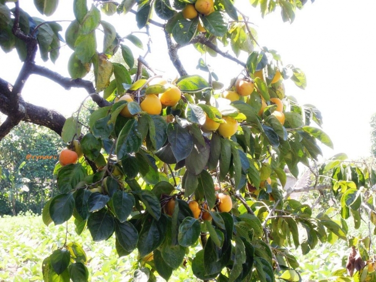 Dahan sarat dengan buah kesemek (dok pri)