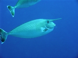 Unicornfish | wikipedia.org