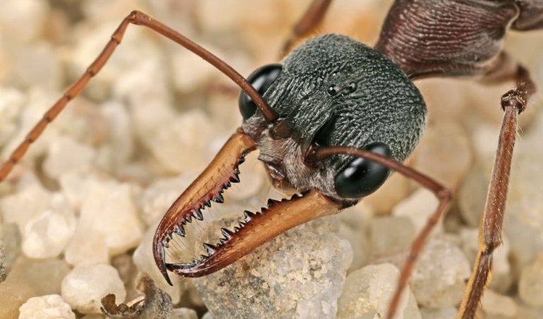 Semut Bulldog (Latin: Myrmecia), foto: australiangeographic.com.au via idntimes.com