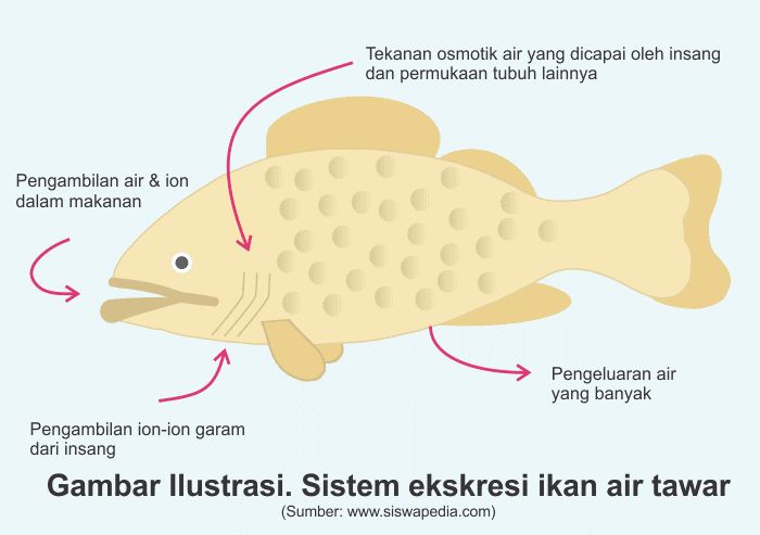 Apakah Ikan Butuh Minum Dan Buang Air Kecil Halaman All Kompasiana Com Apakah Ikan Butuh Minum Dan Buang Air Kecil Halaman All Kompasiana Com
