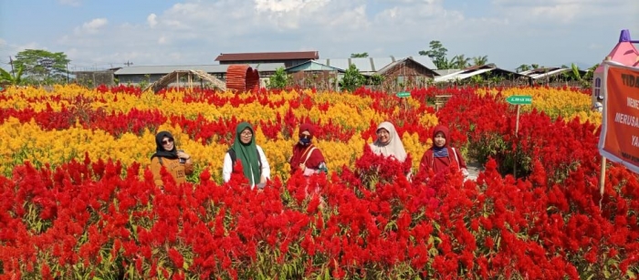 Ket. gambar: bunga celosia berwarna warni | dok.pri