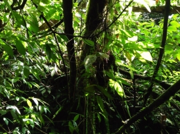 Tanaman sejenis pakis dan anggrek liar di dahan pohon (Dokpri)