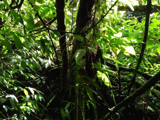 Tanaman sejenis pakis dan anggrek liar di dahan pohon (Dokpri)