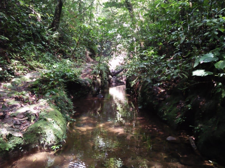 Aliran sungai di bawah kanopi hutan (Dokpri)