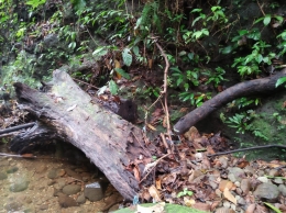 Batang kayu yang teronggok di sungai (Dokpri)
