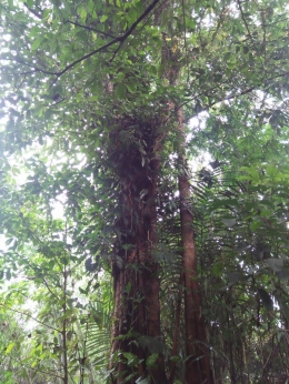 Kanopi di salah satu bagian hutan Taman Nasional Bukit Barisan (Dokpri)