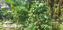 Bertanam kacang panjang di pekarangan (Dokumentasi pribadi)