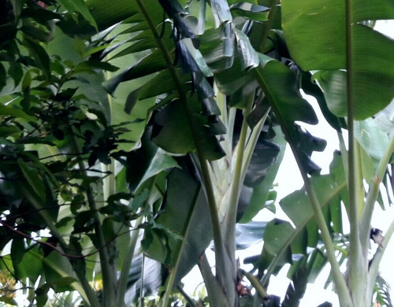 Pohon 'pisang surga' di pekarangan rumah Poltak (Dokpri)