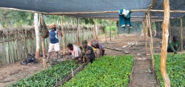 Para petani kopi di Paniai, Papua kembali bergairah dengan program Gerakan Tanam Kopi dari Bupati Paniai, Meki Nawipa.