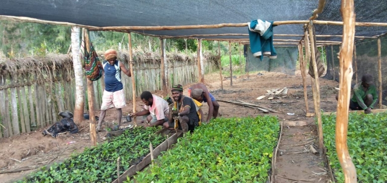 Para petani kopi di Paniai, Papua kembali bergairah dengan program Gerakan Tanam Kopi dari Bupati Paniai, Meki Nawipa.