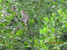 Monyet ekor panjang, penghuni hutan bakau (dokpri)