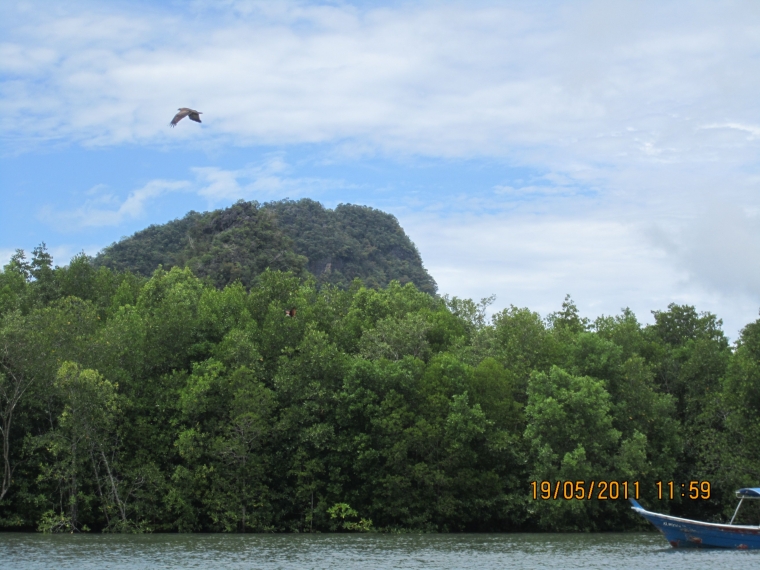 Deretan pohon bakau & perbukitan karst di Kilim Geoforest Park (dokpri)