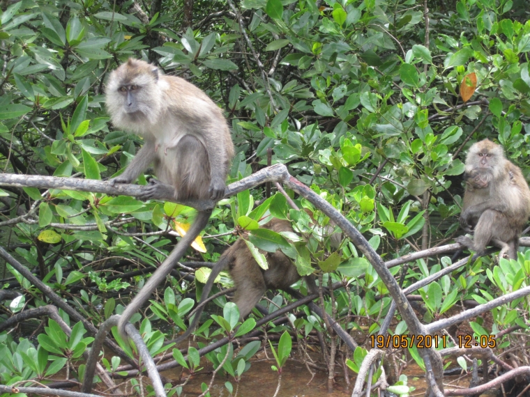 Penghuni di Geoforest Mangrove Park (dokpri)