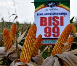 Tongkol BISI 99 yg berwarna cerah seperti ini menunjukkan kualitas jagung.