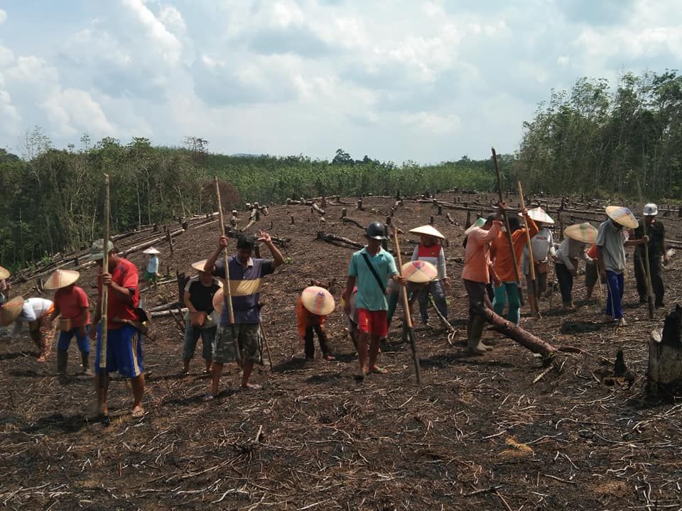 Warga sedang menanam padi (nugal) di ladang. (dokpri)