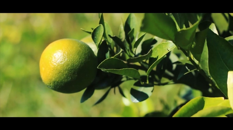 Salah satu hasil perkebunan Desa Bocek berupa jeruk | dokpri