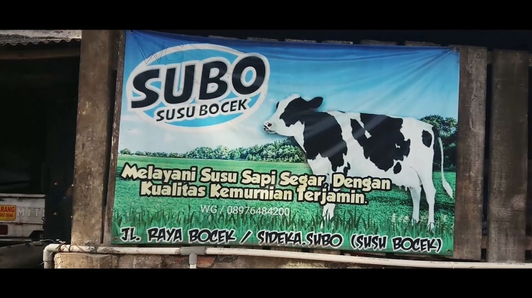 Salah satu hasil peternakan Desa Bocek berupa susu sapi | dokpri