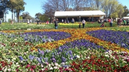 ket.foto: festival bunga di Canberra /dok /roselina tjiptadinata 