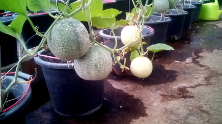 Contoh tanaman melon dalam pot