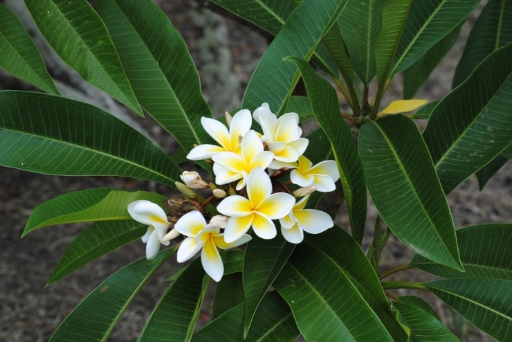 ilustrasi bunga kamboja. (sumber: pixabay.com)