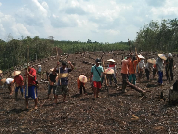 Warga sedang menanam padi (nugal) di ladang.