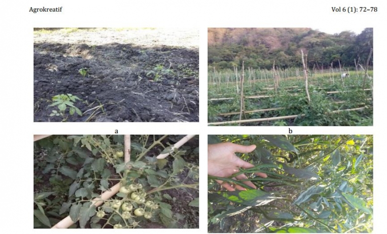 Riset Marlinda Mulu, dkk menyebutkan, Desa Satar Punda memiliki potensi pertanian hortikultura (Foto: journal.ipb.ac.id)