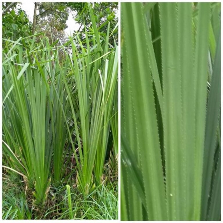 Pohon dan daun pandan. Foto NURSINI RAIS