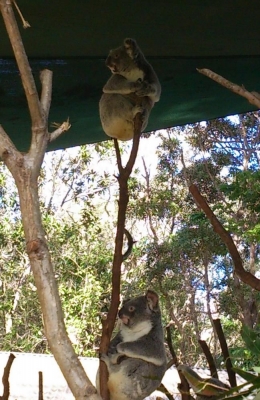 Ket.foto:kuala sedang tidur dipohon /dok Pribadi
