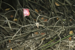 Plastik yang mengalir sampai jauh lalu tersangkut di akar mangrove sebuah Hutan Lindung (sumber foto: dokpri)