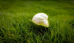 Lemon and grass - Sumber Foto: RP Photography dalam pexels.com