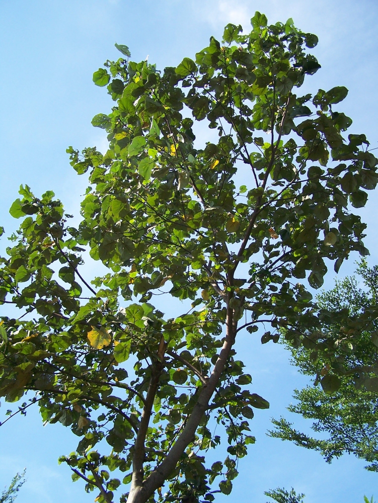 Pohon Waru Gunung (Sumber: jurnalasia.com)