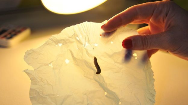 Plastik Berlubang Dimakan Ulat Larva Ngengat Setelah 30 Menit -- CSIC