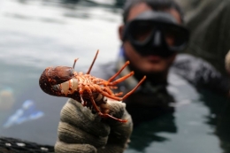 Fajar, sedang menangkap lobster hasil budidaya di karamba miliknya yang berada di kawasan pantai Ulele, Banda Aceh, Jumat (26/1/2018). Lobster jenis mutiara, batu, dan bambu ini dijual ke sejumlah rumah makan dan restoran, baik yang ada di Aceh maupun di luar daerah dengan harga sekitar Rp 400.000 per kilogram. (Foto: KOMPAS.COM / RAJA UMAR)