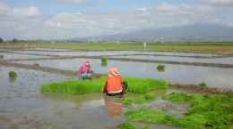 Seorang anak dan ibunya sedang mencabut bibit padi | Foto Lukman Yunus
