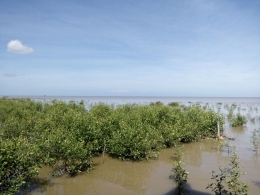 Mangrove. DokPri