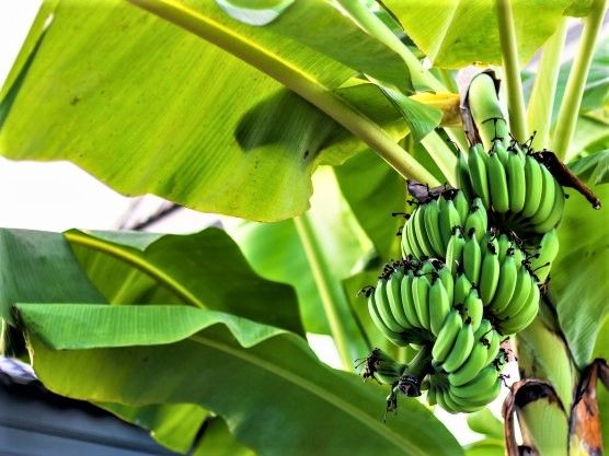 Pohon Pisang, Daun dan Batang Pelepahnya. Sumber: freepik.com