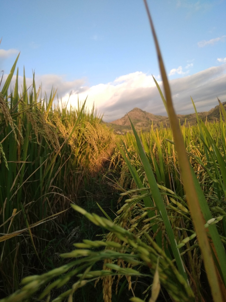 Tanaman padi menguning | Foto Lukman Yunus