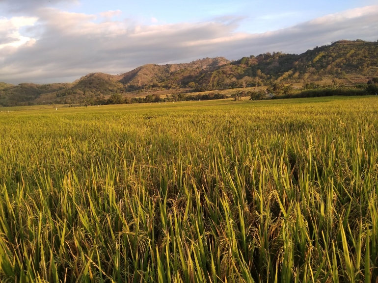 Hamparan tanaman padi menguning | Foto Lukman Yunus