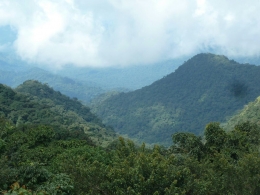Habitat gorila river cross di hutan Mbe. Photo:  WCS