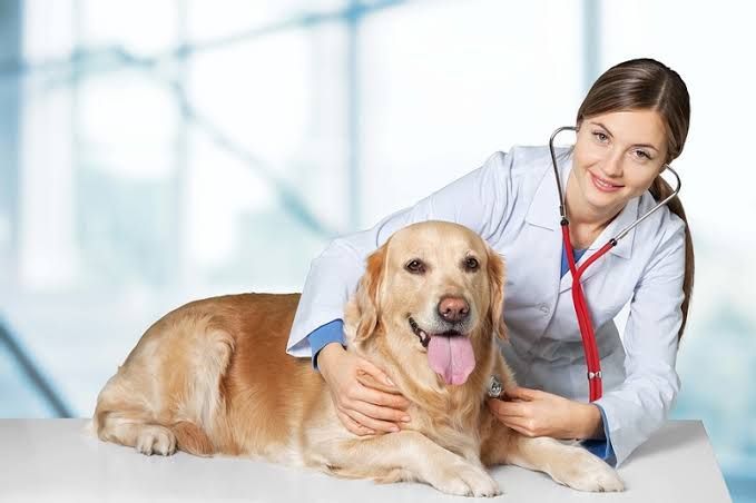 Seorang Dokter Hewan dengan Seekor Anjing. Sumber Okezone.com
