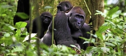 Gorila cross river. Photo: rwandagorilla.com